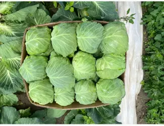 Продам капусту пізьніх сортів
