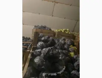 Зображення для оголошення Продам капусту червоно качану