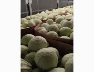 Продам капусту Польща