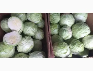 Зображення для оголошення Продамо капусту 1