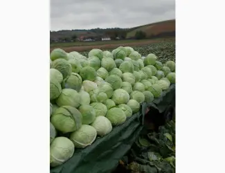 Зображення для оголошення Продам капусту (Тереодор) ( Агресор )
