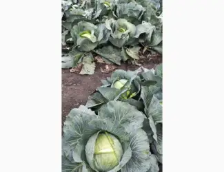 Продам якісну та соковиту капусту сортуАгресор