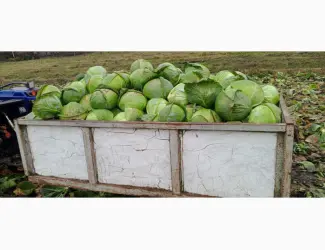 Продам середньо-пізню капусту Агрессор