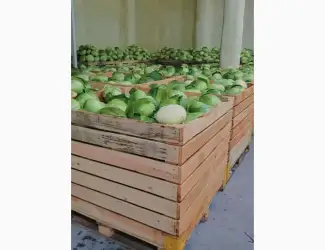 Продам Капуста білокачана оптом 200+тон