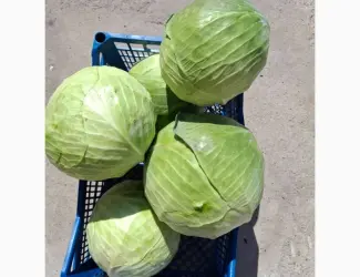 Продам капусту