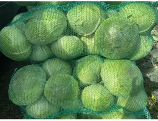 Капуста сорт Агресор
