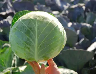 Продам пізню капусту сорту Бригадир-Вісконт