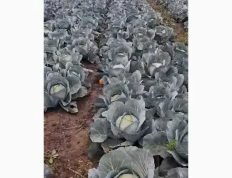 Продам капусту