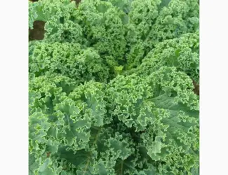 Зображення для оголошення Продам.Свіжа капуста Кале(Kale) – суперфуд прямо з поля! Еко-продукт. Урожай 2025