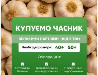 Зображення для оголошення Куплю часник
