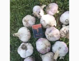 Часник дюшес 2 репродукція