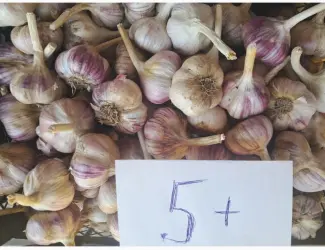 Зображення для оголошення Продам часник Любаша