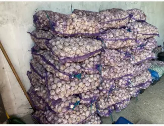 Продам часник озимий