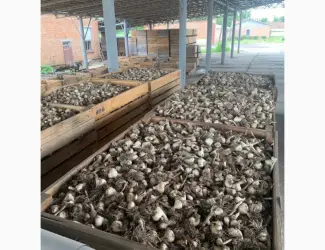 Продаж часнику