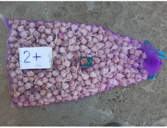 Продам часник Любаша 1 репродукція