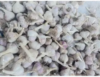 Продам часник