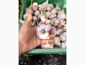 Зображення для оголошення Продам часник Любаша опт