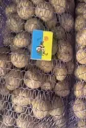 Насіннєва картопля Саншайн Одеська область купити з доставкою