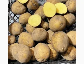 Продам насіннєву посадкову картоплю сорту Рівʼєра. 1 і 2 репродукція