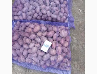 Продам насіннєву картоплю оптом