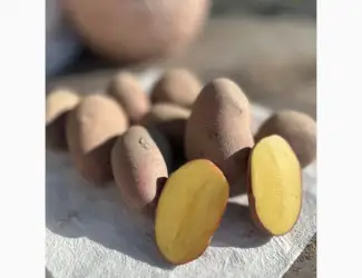 Продам картоплю