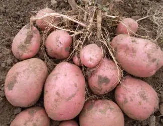 Семенной картофель Беллароза 1-2 репродукция