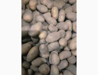 Продам картоплю посівну сорту Гранада