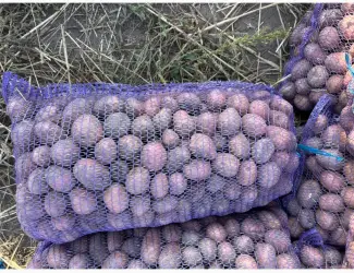 Продам посадкову картоплю