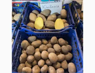 Продам Насінєву картоплю 2 Репродукції Мікадо. Сорая