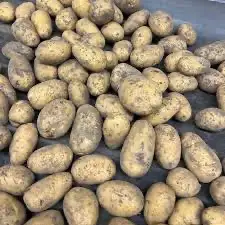 Оптовая закупка картофеля - Николаев