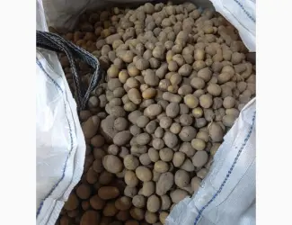 Продам насіннєву картоплю Раномі