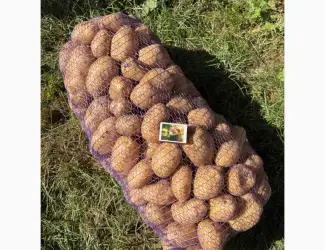 Продам картоплю сорту "Раномі"