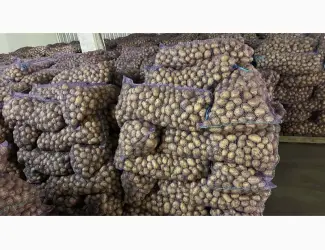 Продам семенной картофель отличного качества сорт Ривьера