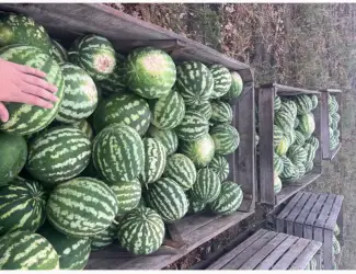Зображення для оголошення Продам Продюссер 4-11 кг