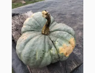Продам Гарбузи