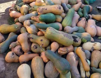 Продам гарбуз