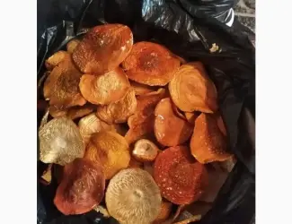 Зображення для оголошення Відкриті шляпки червоного мухомора