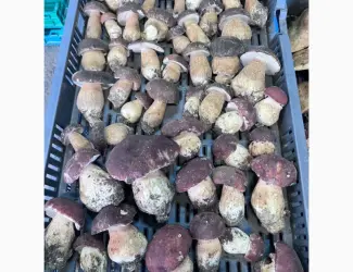 Зображення для оголошення Куплю білий гриб