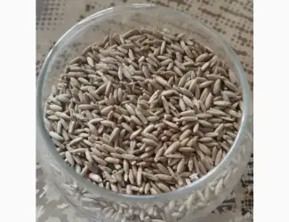 Жито озиме Хамарка