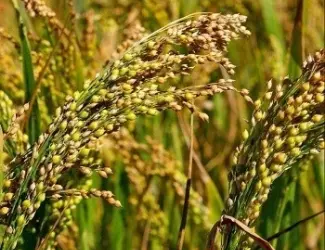 Зображення для оголошення Викуп проса (жовте та червоне) з господарства