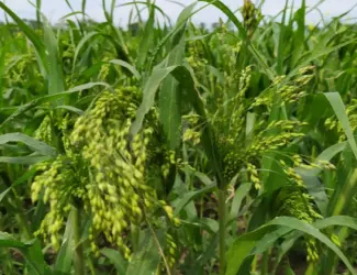 Зображення для оголошення Куплю просо жовте та червоне. Самовивіз