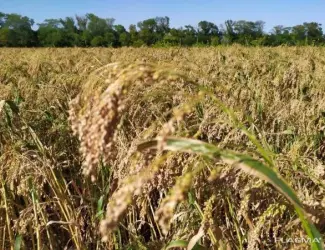 Зображення для оголошення Продам насіння проса еліта сорт Полтавське золотисте із сертефікатом