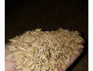Продам овес