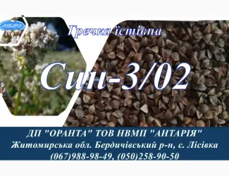 Насіння гречки Син-3/02 (БН