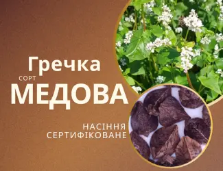 Зображення для оголошення Гречка посівна сорт Медова сертифікована еліта від Автора