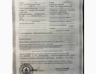 Зображення для оголошення Продам гречку посівний матеріал сорт Селяночка