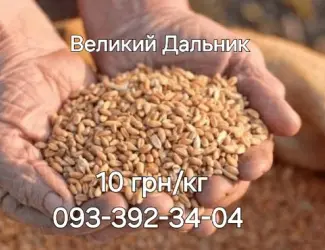 Зображення для оголошення Ячмінь