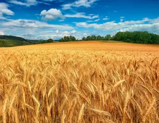 Зображення для оголошення Купуємо зерновідходи