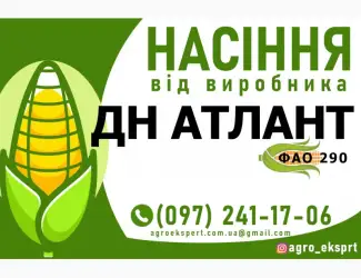 Гібрид кукурудзи ДН Атлант (ФАО 290). Насіння від виробника