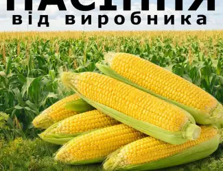 Зображення для оголошення Пропонуємо високоякісне насіння кукурудзи. Насіння від виробника